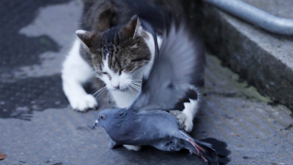 "Katter, byggnader och bilar dödar enormt många fler fåglar än vindkraftverk", skriver debattören, som menar att felaktiga påståenden inte ska väga tyngre än vindkraftens betydelse för att snabba upp den gröna omställningen.