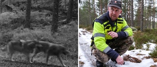 Carola såg vargar på badstranden: "Jag blev jätterädd"