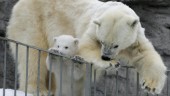 Isbjörn död i elolycka på Köpenhamns zoo