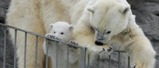 Isbjörn död i elolycka på Köpenhamns zoo