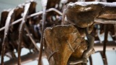 Skelett från T-rex går under klubban i Europa