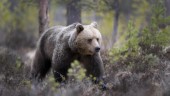 Björnar och gäss i forskning som får miljoner