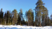 Skogsjobb till Norrbotten