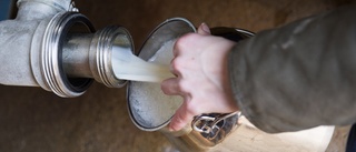 17 000 liter mjölk till spillo – men inga tårar