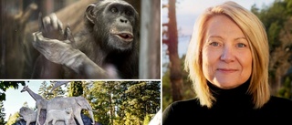 Kolmården ställer om – schimpanserna föreslås fasas ut ✓Här är djuret som ska ta plats i stället