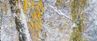 Varning för snö när nytt lågtryck drar in