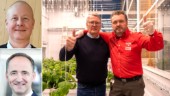 Ulf är ny på kommunens näringslivskontor • Nu odlas gurkor på Ica Maxi Skellefteå – tomater kan följa • Ny styrelseordförande i Northvolt