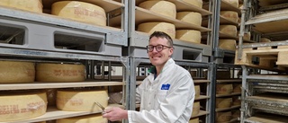 What makes Västerbotten cheese taste unique?