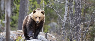 Björnjakten avlyst i område 1 – kvoten fylld