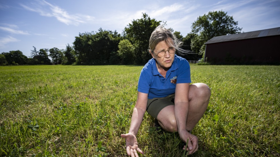 Torrt och 50 procent mindre skörd av första omgången vall hos lantbrukaren Anita Persson utanför Hörby i början på juni 2023.