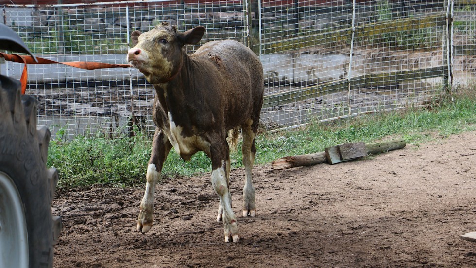 Lite stressad, smutsig, frusen och väldigt rädd. Men i säkerhet. Kalven kunde utan större problem räddas ur gödselbrunnen i Kråketorp.