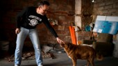 Han är världens äldsta hund – nu firas han
