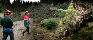 Nu är skogen farlig