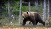 Licensjakten avlyst i två områden • 31 björnar fällda