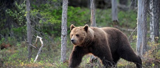 Licensjakten avlyst i två områden • 31 björnar fällda