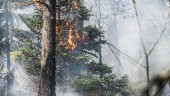 Skogsbrand i Härjedalen under kontroll