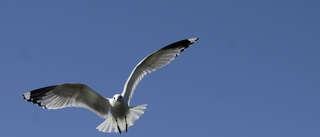 Nya skyddsområden för fåglar föreslås