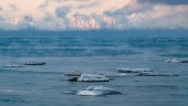 Stort Arktis-intresse, men inte för dess öde 