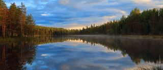 Tre nya naturreservat i Norrbotten