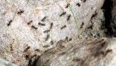Bekämpa myrorna som tar sig in i hemmet - ovanligt mycket myror i sommar