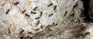 Bekämpa myrorna som tar sig in i hemmet - ovanligt mycket myror i sommar