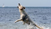 Här kan du bada med din hund i sommar
