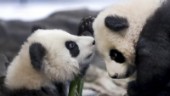 I pandans skugga – rovdjur försvann obemärkt
