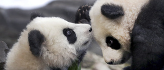I pandans skugga – rovdjur försvann obemärkt