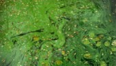 Nu blommar algerna i östgötska skärgården