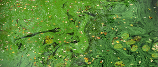Nu blommar algerna i östgötska skärgården