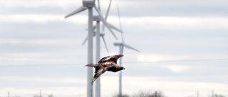 Intressekonflikter mellan örn och vindkraft ska minskas