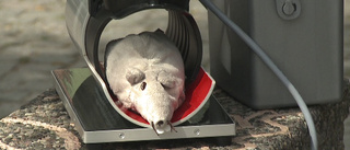 PLATSERNA: Här har flest råttor dödats i giljotinerna