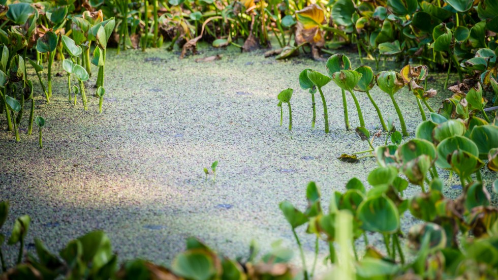 Våtmarker bidrar till biologisk mångfald, skriver dagens debattörer. 