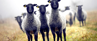 Lösning i sikte för Gotlandsfårets gråa ull