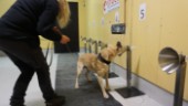 Uppsalastudie: Nu ska hundar tränas att upptäcka covid