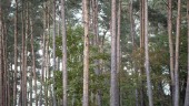 Skogsbruk: ”Det skulle inte förvåna mig om all skog är angripen och döende”