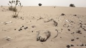 Ojämn växteffekt när klimatet förändras