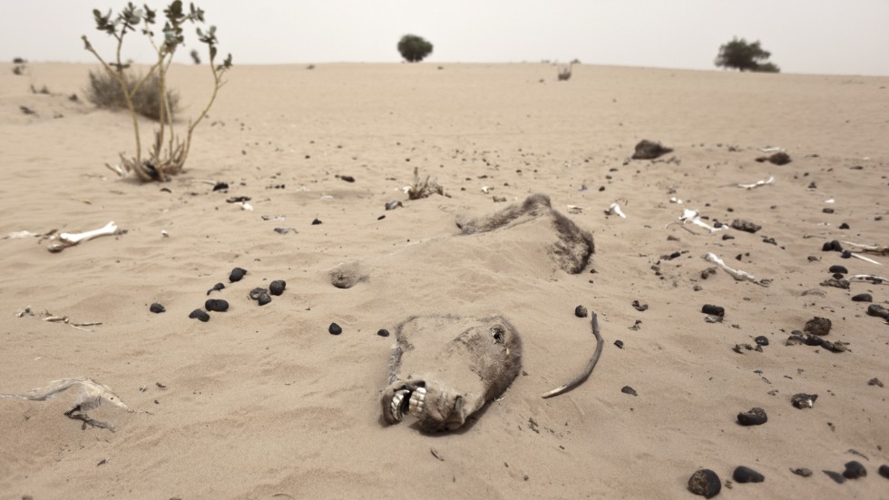 I takt med klimatförändringarna väntas fler områden på den afrikanska kontinenten drabbas av torka. Arkivbild.