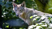 Vargarna försvinner spårlöst i Danmark