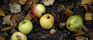 Nyköpingsbornas äpplen blir till biogas