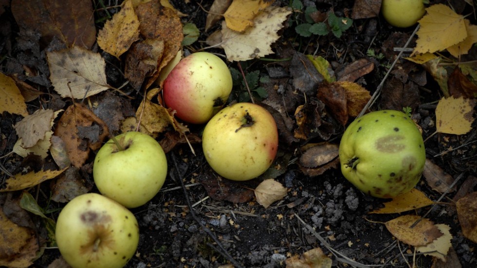På förskolan i Österbymo har okända gärningsmän bland annat kastat runt alla förskolans äpplen på gården. 