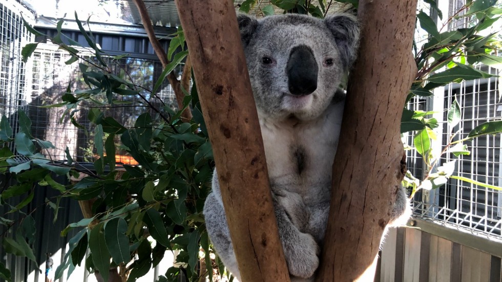 Koalan George vårdas på koalasjukhuset i Port Macquarie på Australiens östkust. Han kom dit i slutet av juni och har konjunktivit på båda ögonen som har orsakats av klamydia.