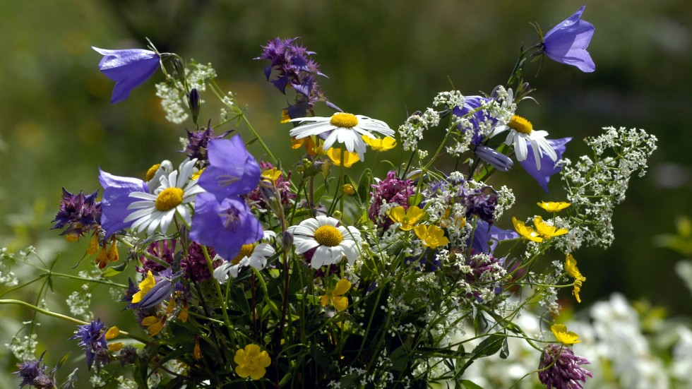 Ängsblommorna bryr sig inte om prisläget. Arkivbild.