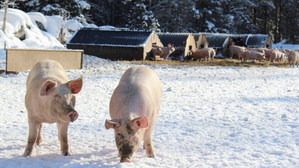 Svinkallt? Nej, grisarna har inga större problem med vintervädret.På vimmerbytidning.se eller i vår app kan du se ett TV-inslag från grishagen och hur grisarna klarar kylan. 