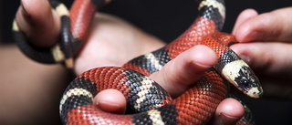 Man försökte smuggla 100 levande ormar – i byxorna