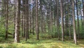 EU:s klimatmål kräver ökad tillväxt i Kalmar läns skogar