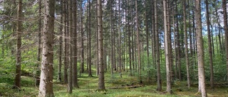 EU:s klimatmål kräver ökad tillväxt i Kalmar läns skogar