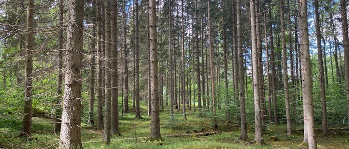 Framtiden för Kalmar läns skogsbruk avgörs i EU 