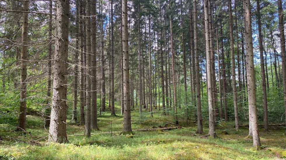 "Vår tids största utmaning är att stoppa klimatförändringarna. För att lyckas behöver vi bruka skogen mer, inte mindre", skriver Sören Petersson.
