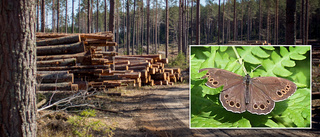 Straffas efter skogsavverkning – 50 000 i böter